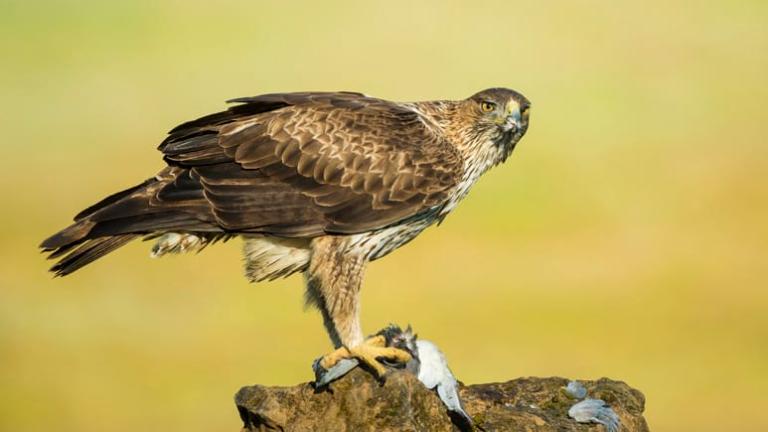 Tech4Nature, una iniciativa de IUCN y Huawei y gestionado por la Diputación de Barcelona para mejorar la convivencia entre el turismo y la fauna gracias a la tecnología