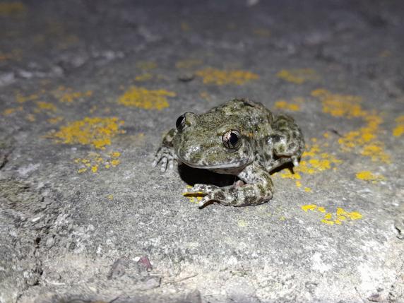 ‘Santander Capital Natural’ organiza paseos guiados para divulgar la fauna nocturna de la ciudad