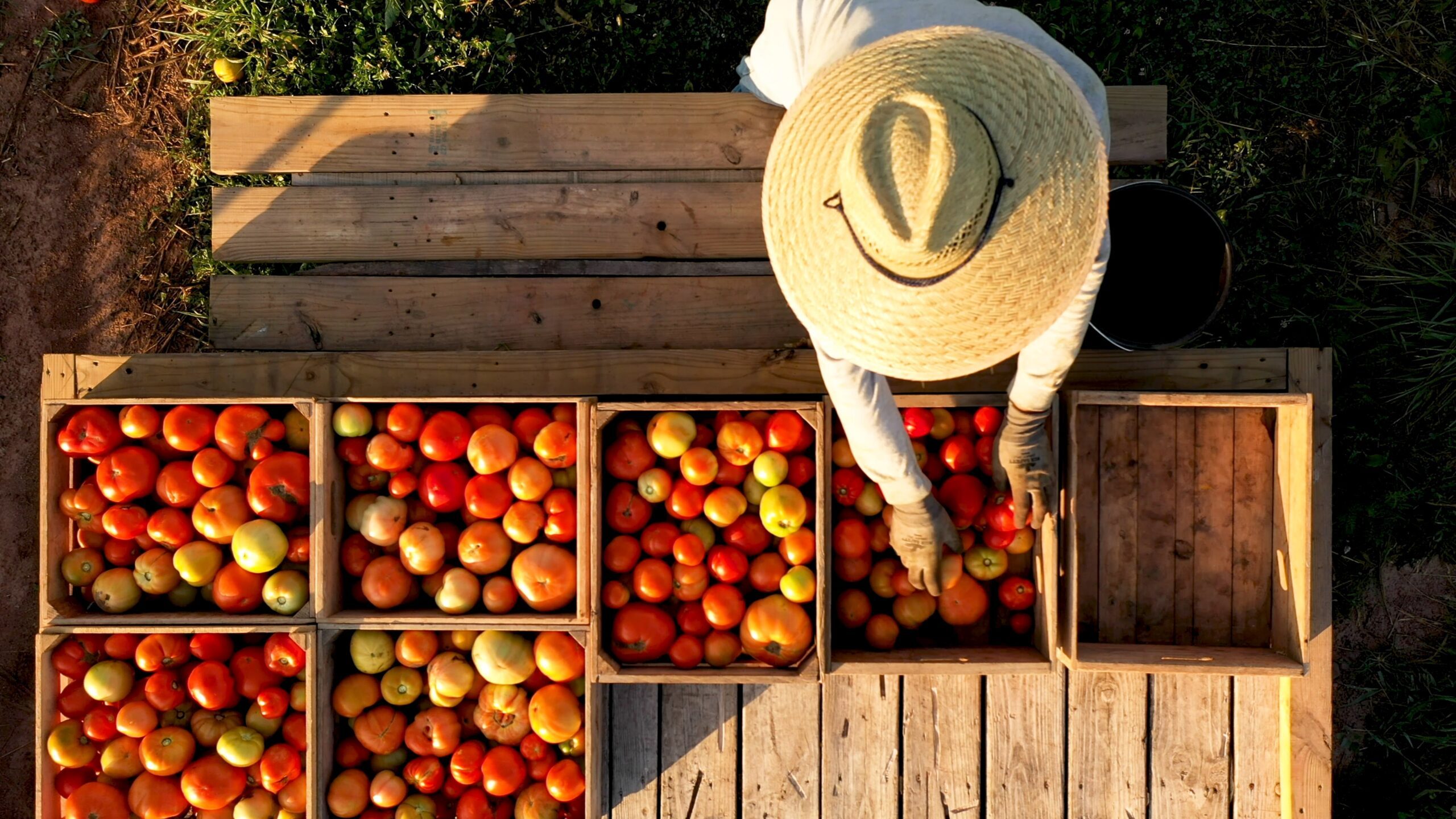 SEGITTUR impulsa el Modelo de Innovación Sostenible de Experiencias Agroturísticas (MISEA) en nuevos destinos